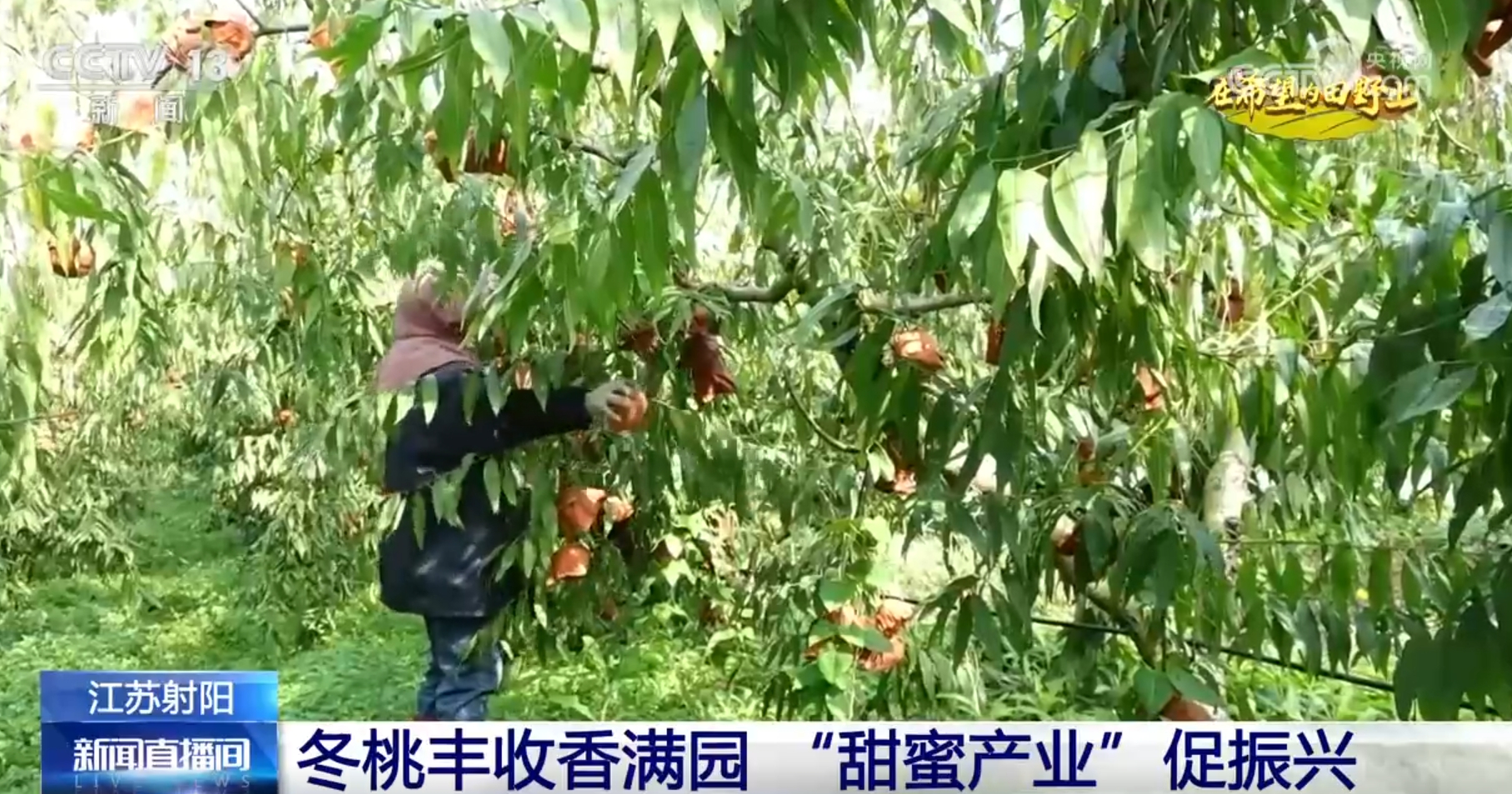 景画卷 农业高“智”量发展行稳致远米乐m6希望的田野上铺展多彩“丰”(图10)